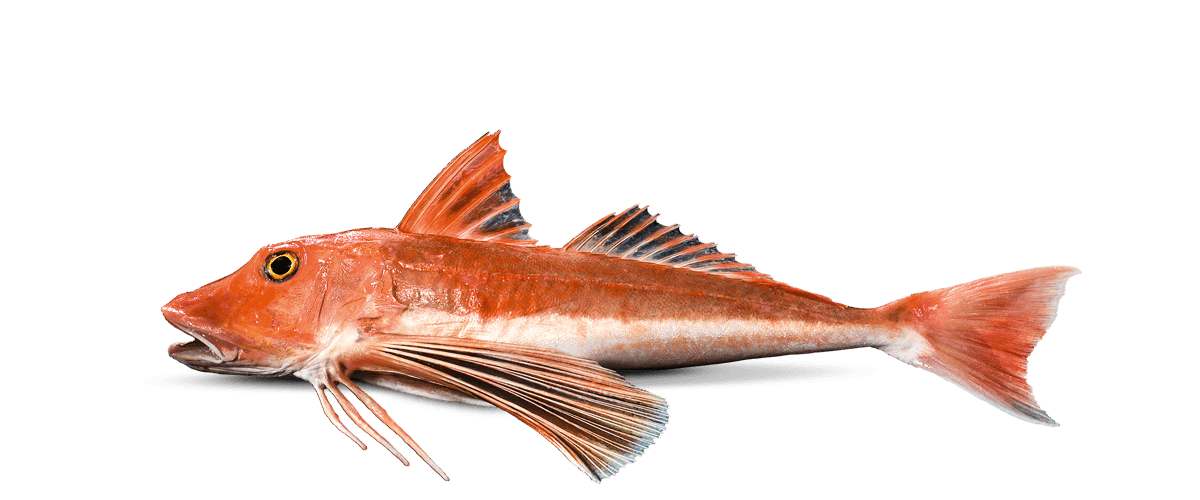 Red Gurnard